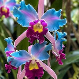 🔥【Limited Time Sale】🌺Iris Seeds - Rare Species