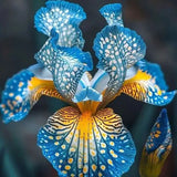 🔥【Limited Time Sale】🌺Iris Seeds - Rare Species