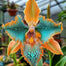 🔥【Limited Time Sale】🌺Iris Seeds - Rare Species