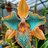 🔥【Limited Time Sale】🌺Iris Seeds - Rare Species