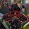 🔥【Limited Time Sale】🌺Iris Seeds - Rare Species