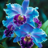 🔥【Limited Time Sale】🌺Iris Seeds - Rare Species