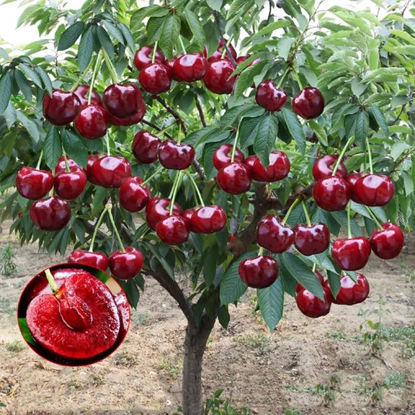 Rainier Cherry Fruit Seeds(Can be planted in winter)