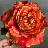 'Ode to Joy' Rose Seeds