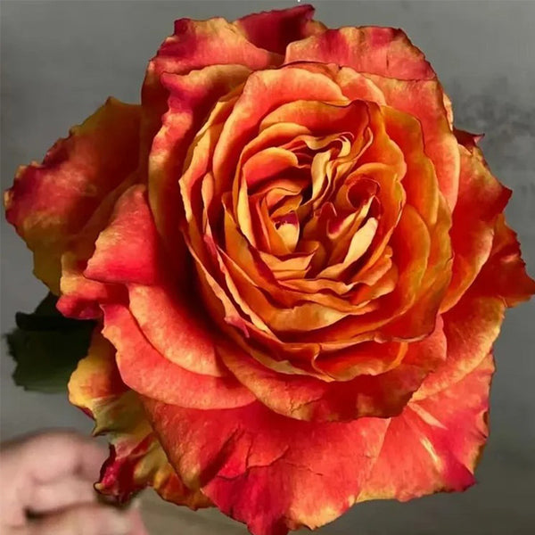 'Ode to Joy' Rose Seeds