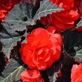 Mocca Cherry Begonia Seeds