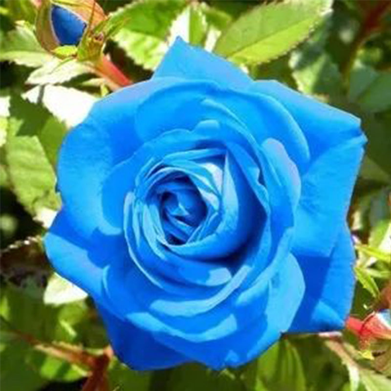 Rosa 'Blue Moon' Seeds
