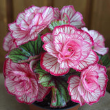 Rare Twin Begonia Seeds - Pink and White