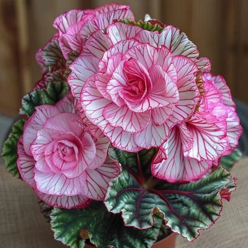 Rare Twin Begonia Seeds - Pink and White
