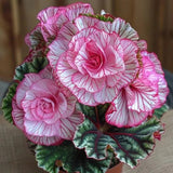 Rare Twin Begonia Seeds - Pink and White