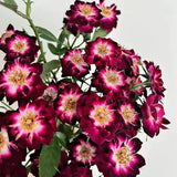 'Diamond Eye' Rose Seeds