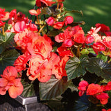 Mocca Cherry Begonia Seeds