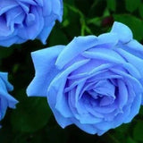 Rosa 'Blue Moon' Seeds