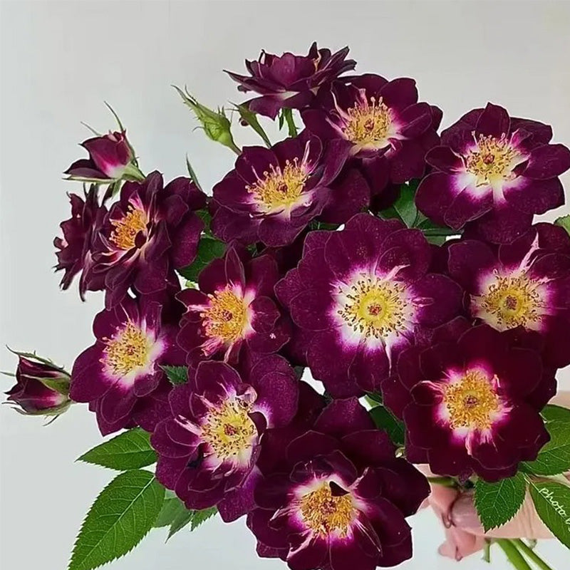 'Diamond Eye' Rose Seeds