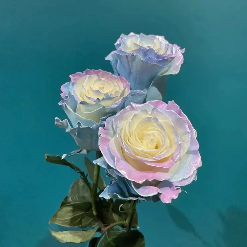 Ecuadorian Rose - Fairy Tale Seeds