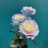 Ecuadorian Rose - Fairy Tale Seeds