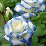 Rare Twin Rose 'Blue Stripe' Seeds