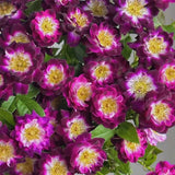 'Diamond Eye' Rose Seeds