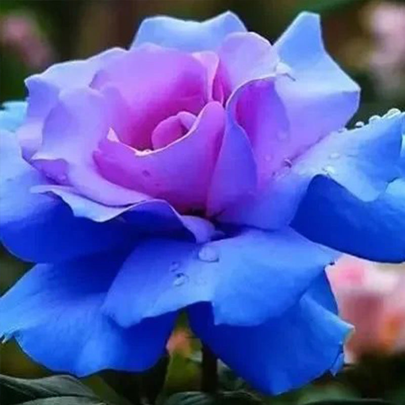 Rosa 'Blue Moon' Seeds