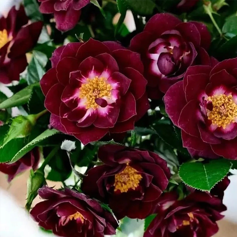 'Diamond Eye' Rose Seeds