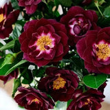 'Diamond Eye' Rose Seeds