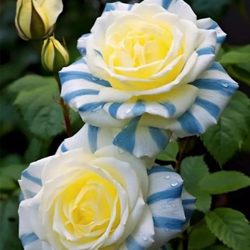 Rare Twin Rose 'Blue Stripe' Seeds