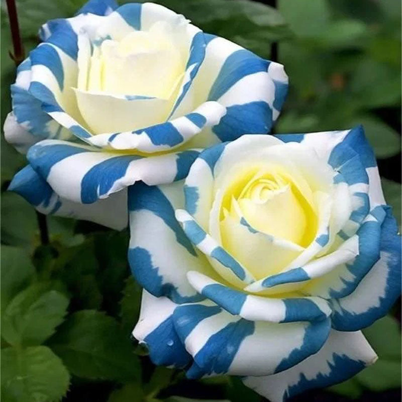 Rare Twin Rose 'Blue Stripe' Seeds