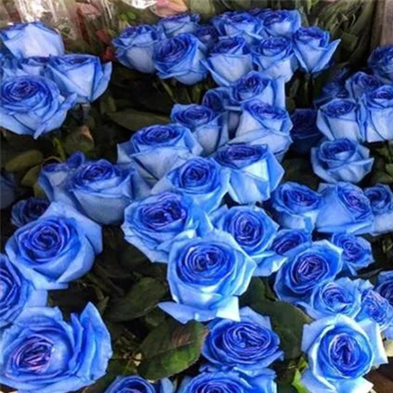 Rosa 'Blue Moon' Seeds