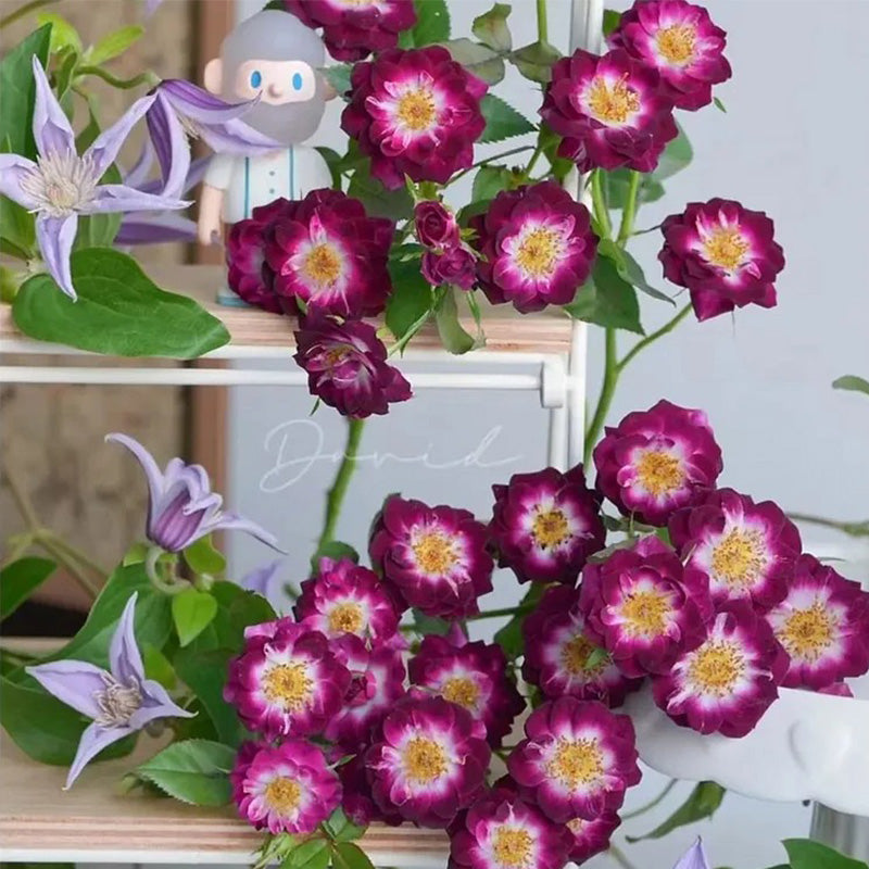 'Diamond Eye' Rose Seeds