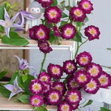 'Diamond Eye' Rose Seeds