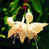 Fuchsia Flowers Seeds Dancing Elf Bonsai